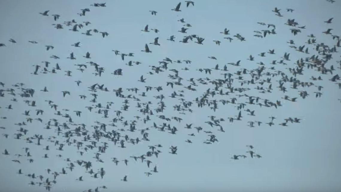 Adriatic Flyway thumbnail with flock of birds
