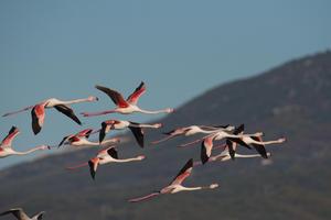 Flying flamingos before a mountain