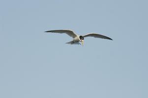 Little tern flying