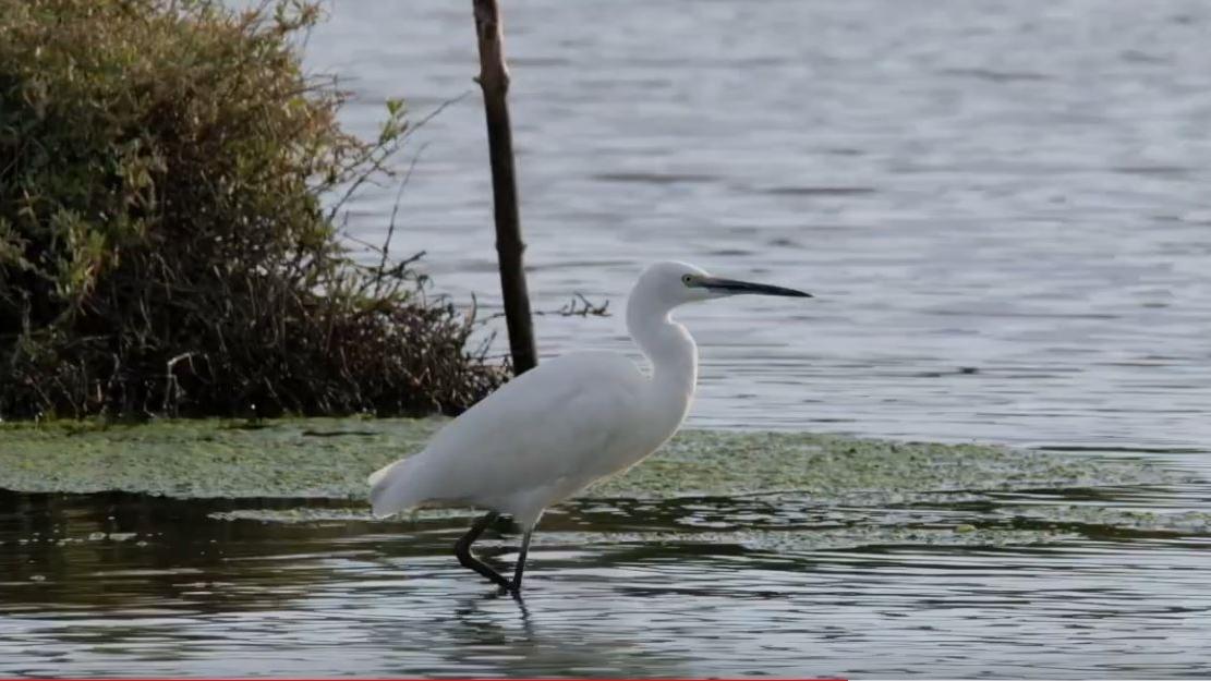 Screenshot: a great white egret wading through the water.