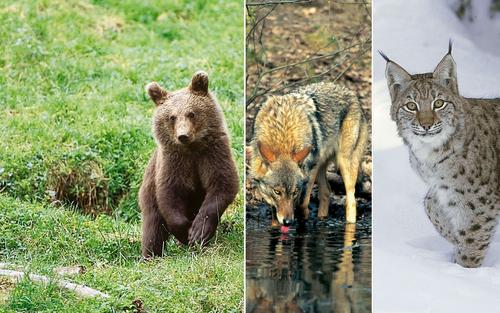 Image assembly of pictures of a bear, a wolf and a lynx
